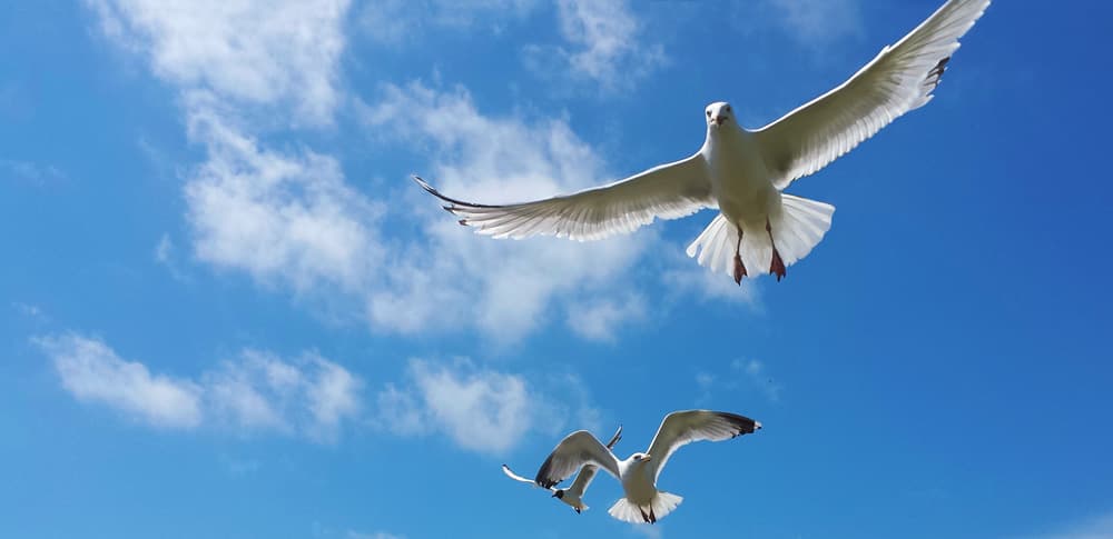 Carpe Vitam coaching