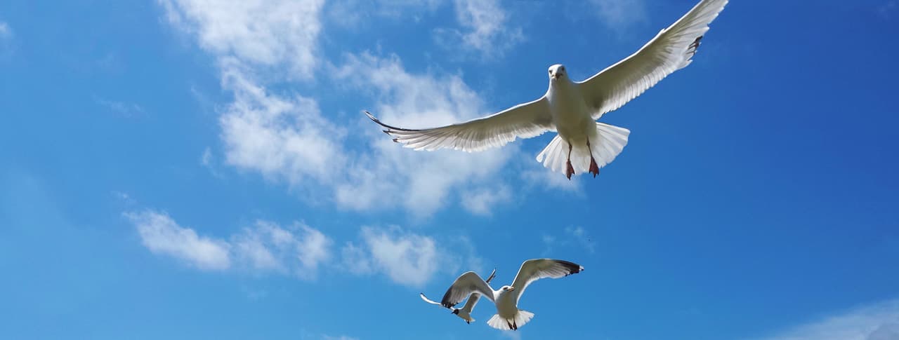 Carpe Vitam coaching