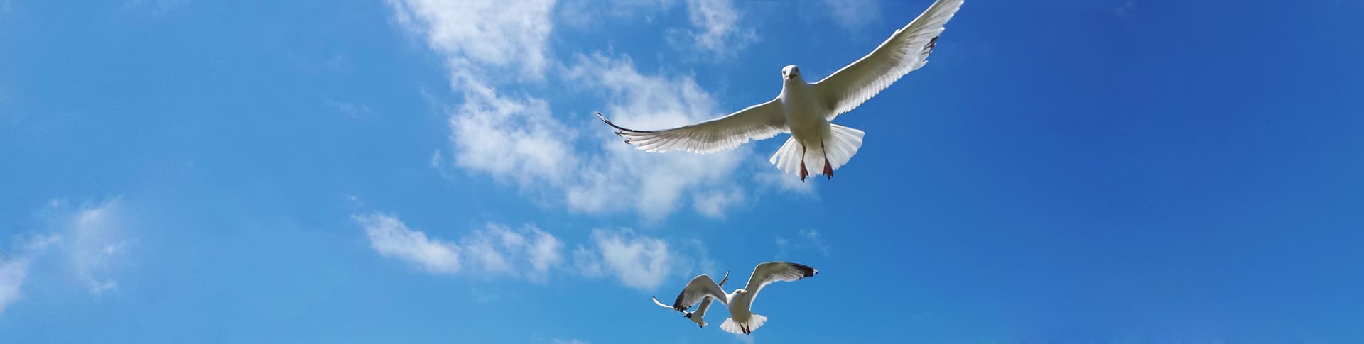 Carpe Vitam coaching