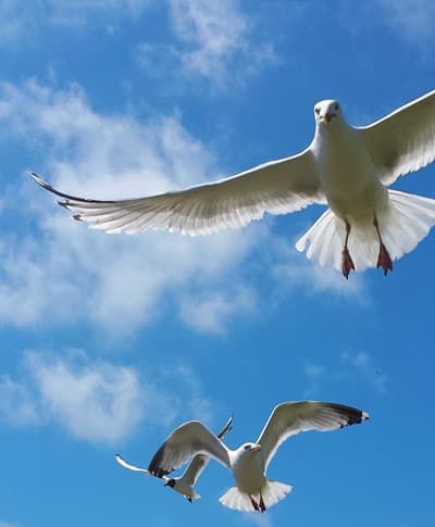 Carpe Vitam coaching