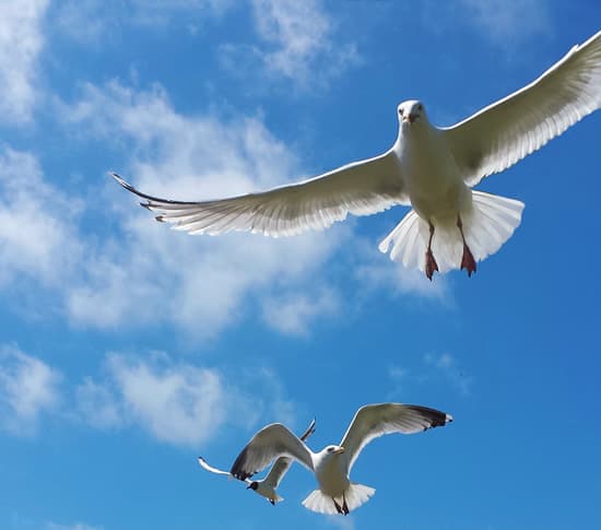 Carpe Vitam coaching