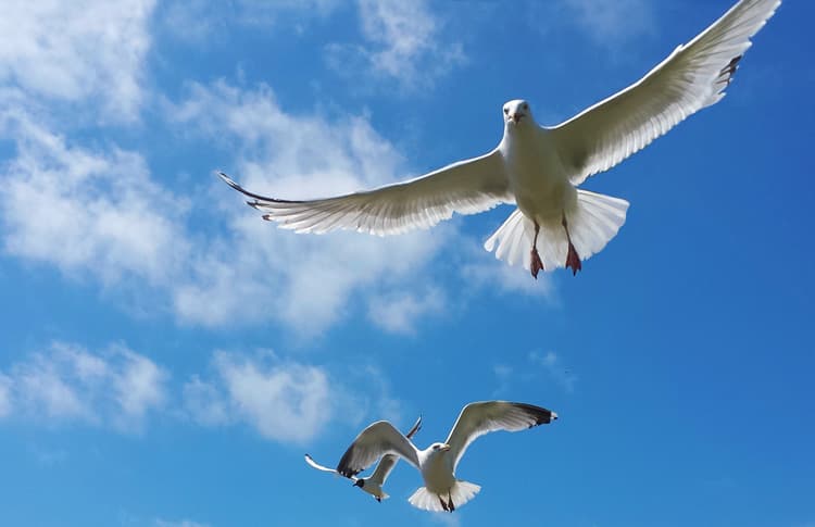 Carpe Vitam coaching